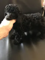 Akc full toy Girl , a female Poodle - Toy  for sale in Memphis, TN – Photo 1 of 7