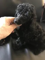 Akc full toy Girl , a female Poodle - Toy  for sale in Memphis, TN – Photo 4 of 7