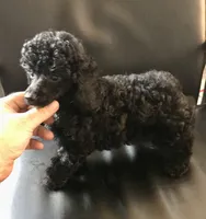 Akc full toy Girl , a female Poodle - Toy  for sale in Memphis, TN – Photo 3 of 7
