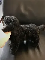 Akc full toy Girl , a female Poodle - Toy  for sale in Memphis, TN – Photo 5 of 7