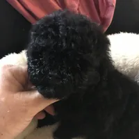 Black , a male Peekapoo and Poodle - Toy  for sale in Memphis, TN – 1 of 6