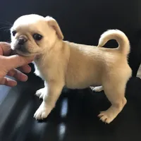 Pug cream with white , a female Pug for sale in Memphis, TN – 2 of 8
