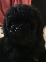 Black toy boy , a male Peekapoo and Poodle - Toy  for sale in Memphis, TN – 1 of 10