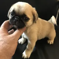 Fawn black mask girl 2, a female Pug for sale in Memphis, TN – 4 of 5