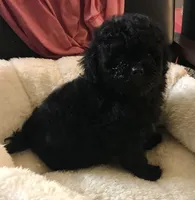 Black , a male Peekapoo and Poodle - Toy  for sale in Memphis, TN – 6 of 6