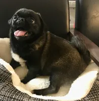 Sable female , a female Pug for sale in Memphis, TN – 8 of 10