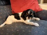 Akc Tri GCHB Sired Suzette , a female English Toy Spaniel for sale in Memphis, TN – 1 of 3