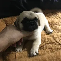 Pug male fawn black mask , a male Pug for sale in Memphis, TN – 3 of 8