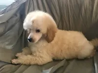 Akc full orange male , a male Poodle - Toy  for sale in Memphis, TN – 2 of 10