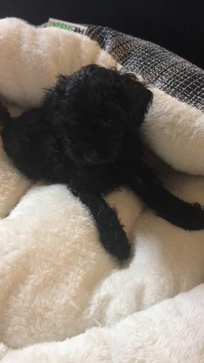 Black Akc tiny toy female , a female Poodle - Toy  for sale in Memphis, TN – 5 of 6