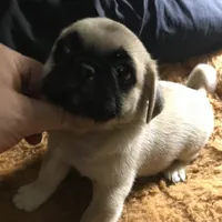 Pug male fawn black mask , a male Pug for sale in Memphis, TN – 4 of 8