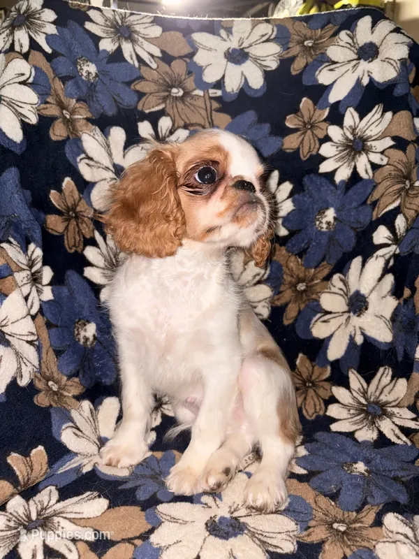 Akc GCHB sired Boone  – English Toy Spaniel puppy for sale in Memphis, TN