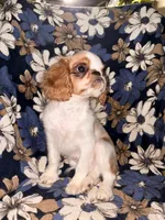 Akc GCHB sired Boone , a male English Toy Spaniel for sale in Memphis, TN – 1 of 3