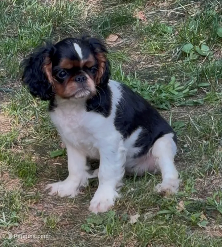 AKC GCHB sired Lucy  – English Toy Spaniel puppy for sale in Memphis, TN