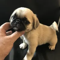 Fawn black mask girl 2, a female Pug for sale in Memphis, TN – 3 of 5