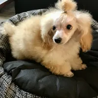 Akc tiny toy orange M , a male Poodle - Toy  for sale in Memphis, TN – 7 of 10