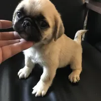 Fawn black mask female smaller 1 , a female Pug for sale in Memphis, TN – 5 of 6