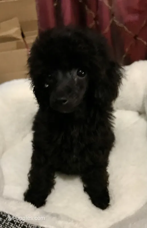 Black Akc tiny toy female  – Poodle - Toy  puppy for sale in Memphis, TN