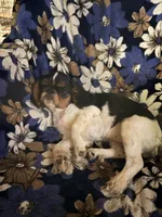AKC GCHB sired Lucy , a female English Toy Spaniel for sale in Memphis, TN – 2 of 4