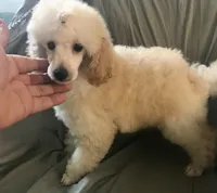 Akc full orange male , a male Poodle - Toy  for sale in Memphis, TN – 5 of 10