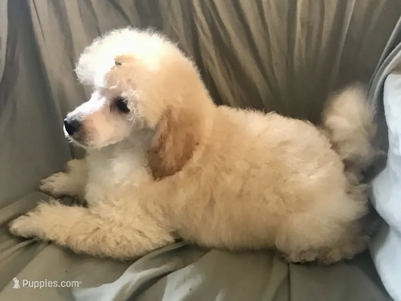 Akc full orange male  – Poodle - Toy  puppy for sale in Memphis, TN