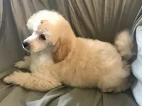 Akc full orange male , a male Poodle - Toy  for sale in Memphis, TN – 1 of 10