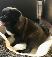 Sable female , a female Pug for sale in Memphis, TN – 9 of 10