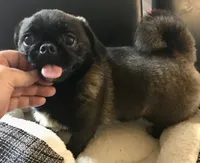 Sable female , a female Pug for sale in Memphis, TN – 4 of 10