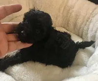 Black Akc tiny toy female , a female Poodle - Toy  for sale in Memphis, TN – 1 of 6