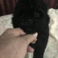Black toy boy , a male Peekapoo and Poodle - Toy  for sale in Memphis, TN – 8 of 10