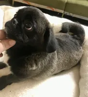 Sable female , a female Pug for sale in Memphis, TN – 5 of 7