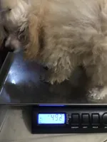 Akc tiny toy orange M , a male Poodle - Toy  for sale in Memphis, TN – 8 of 10