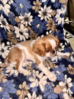 Akc GCHB Sired  Ross, a female English Toy Spaniel for sale in Memphis, TN – 3 of 3
