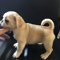 Pug cream with white , a female Pug for sale in Memphis, TN – 5 of 8