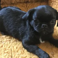 Black male tiny ckc , a male Pug for sale in Memphis, TN – Photo 1 of 5