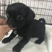 Black male tiny ckc , a male Pug for sale in Memphis, TN – Photo 3 of 6