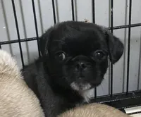 Black male tiny ckc , a male puppy for sale in Memphis, TN – Photo 1 of 4