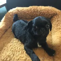 Black male tiny ckc , a male Pug for sale in Memphis, TN – Photo 4 of 5