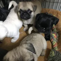 Black male tiny ckc , a male puppy for sale in Memphis, TN – Photo 4 of 4