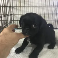 Black male tiny ckc , a male Pug for sale in Memphis, TN – Photo 1 of 6