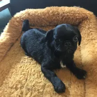 Black male tiny ckc , a male Pug for sale in Memphis, TN – Photo 5 of 5