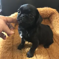 Black male tiny ckc , a male Pug for sale in Memphis, TN – Photo 3 of 5