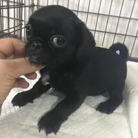 Black male tiny ckc , a male Pug for sale in Memphis, TN – Photo 2 of 6