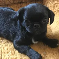 Black male tiny ckc , a male Pug for sale in Memphis, TN – Photo 2 of 5