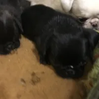 Black male tiny ckc , a male puppy for sale in Memphis, TN – Photo 3 of 4