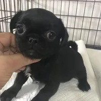 Black male tiny ckc , a male Pug for sale in Memphis, TN – Photo 5 of 6