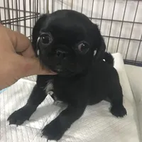 Black male tiny ckc , a male Pug for sale in Memphis, TN – Photo 4 of 6