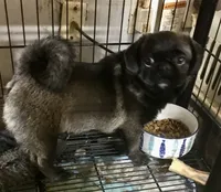 Sable female , a female Pug for sale in Memphis, TN – 7 of 7