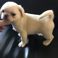 Pug white female , a female Pug for sale in Memphis, TN – 2 of 8