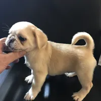 Pug cream with white , a female Pug for sale in Memphis, TN – 6 of 8